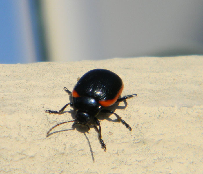 Chrysomela sanguinolenta?